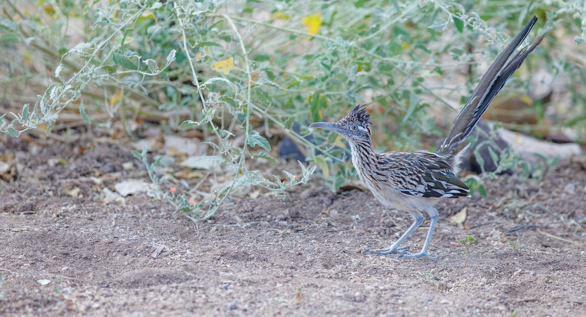 Greater Roadrunner - ML641708750