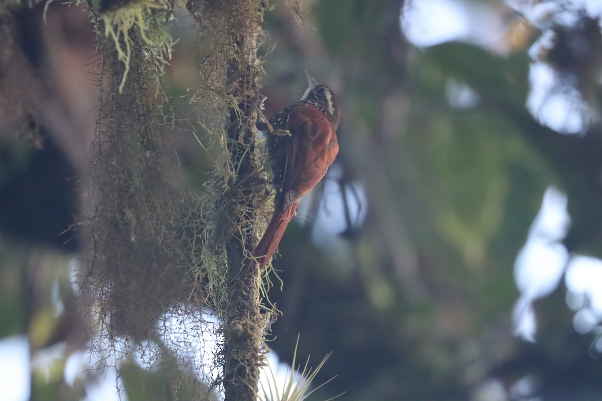 Pearled Treerunner - ML641708764