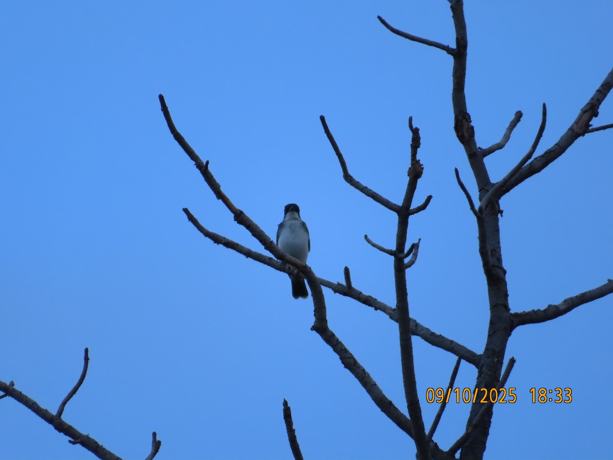 Eastern Kingbird - ML641708789