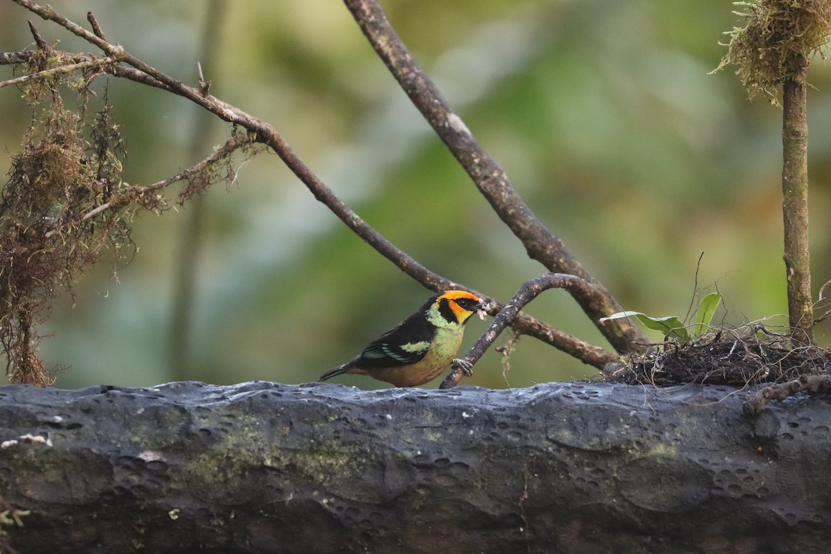 Flame-faced Tanager - ML641708807