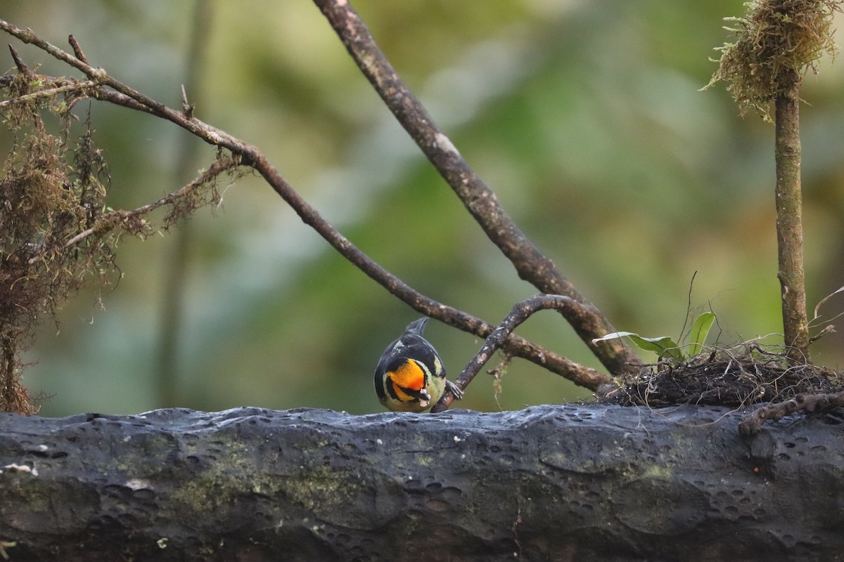 Flame-faced Tanager - ML641708808