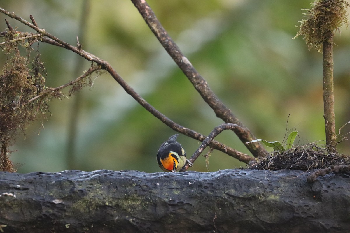 Flame-faced Tanager - ML641708809