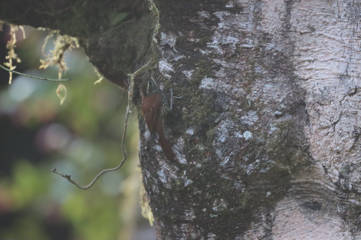 Pearled Treerunner - ML641708828