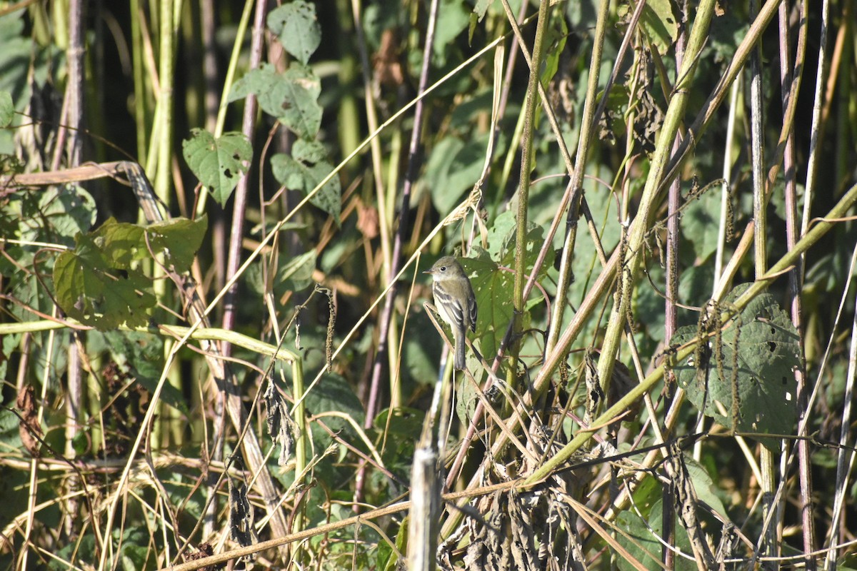 tyranovec malinký - ML641708830