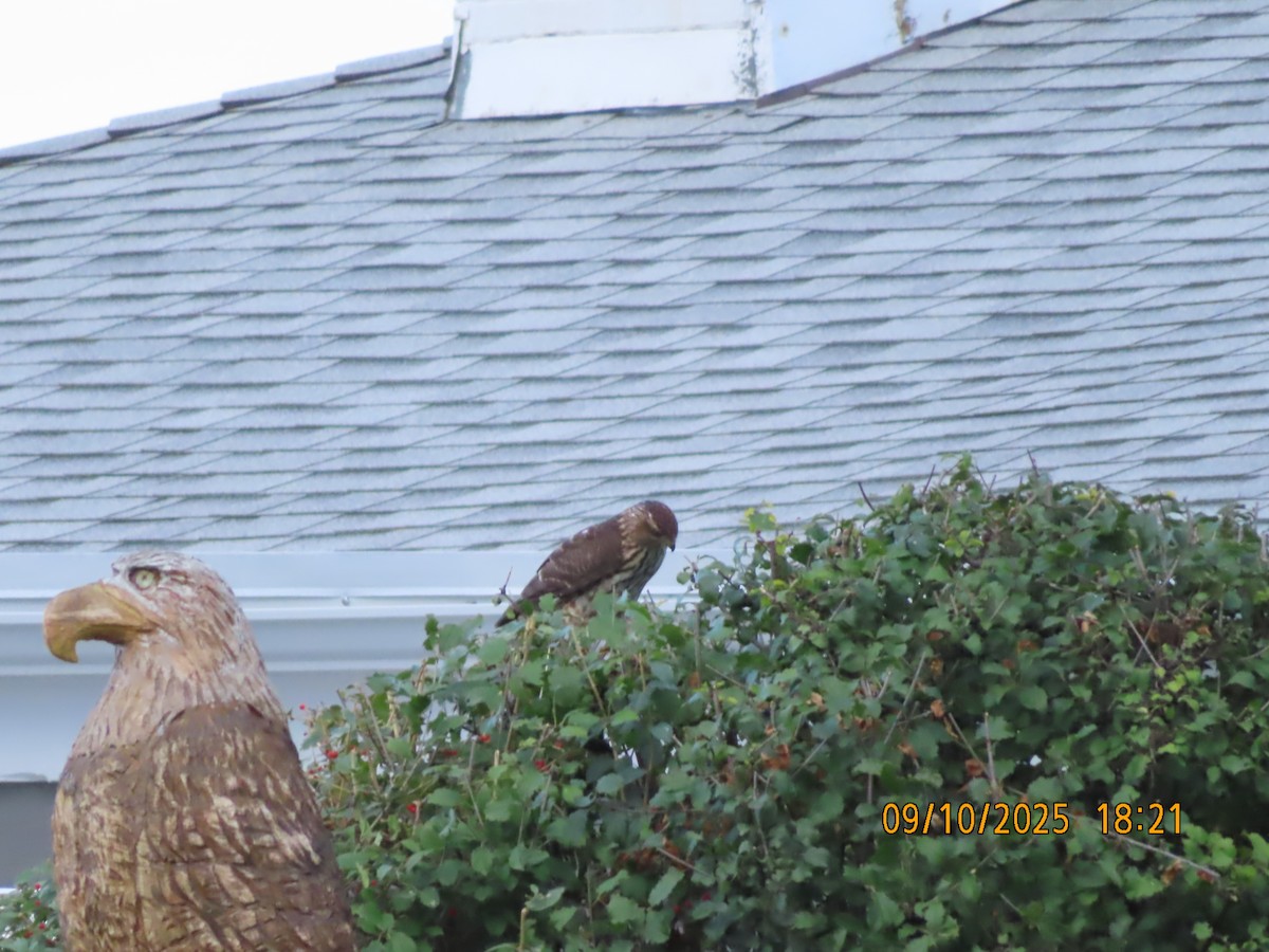 Cooper's Hawk - ML641708836