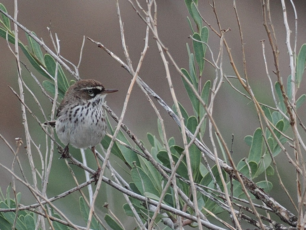 Spotted Scrubwren - ML641708838