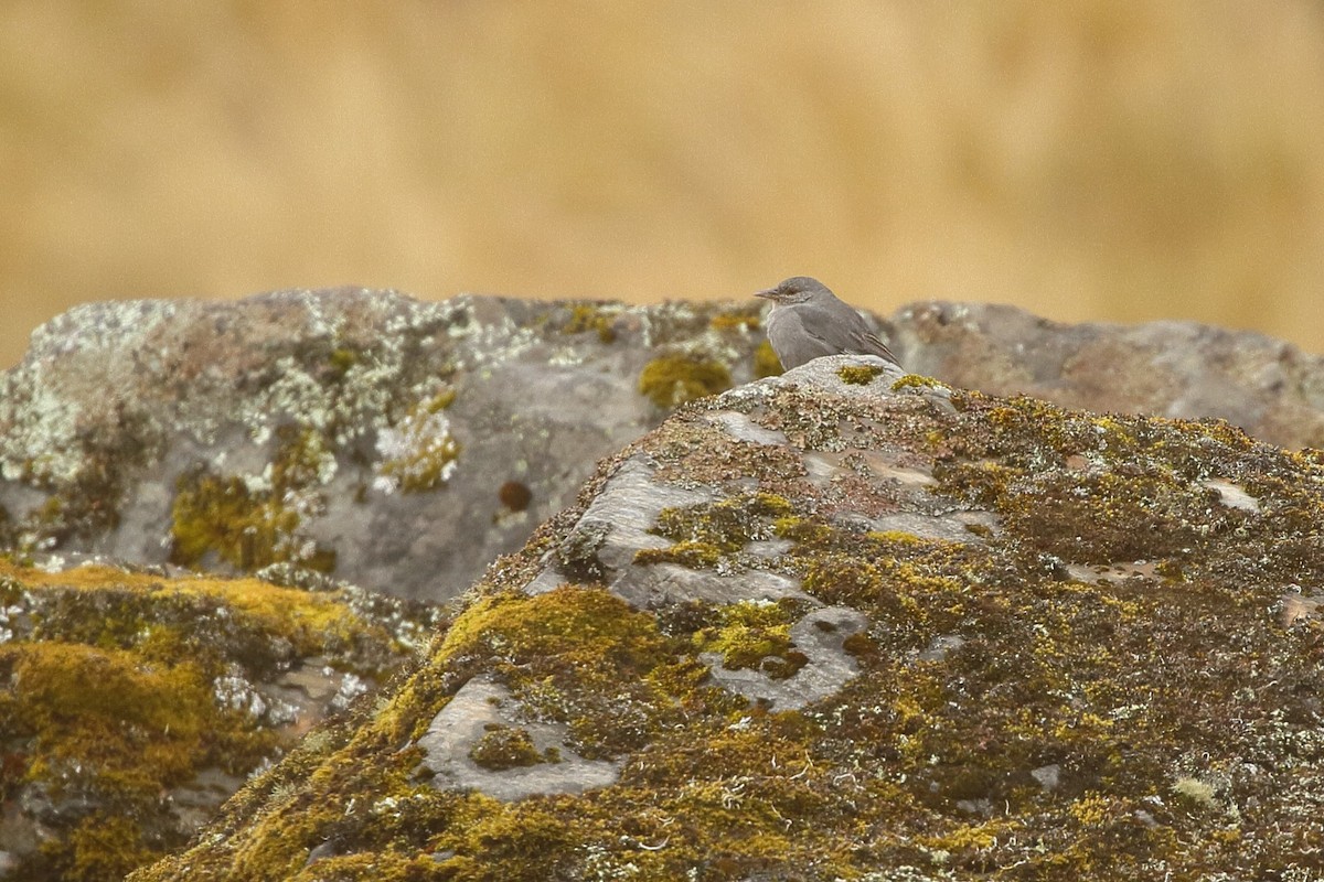 Boulder Finch - ML641708876
