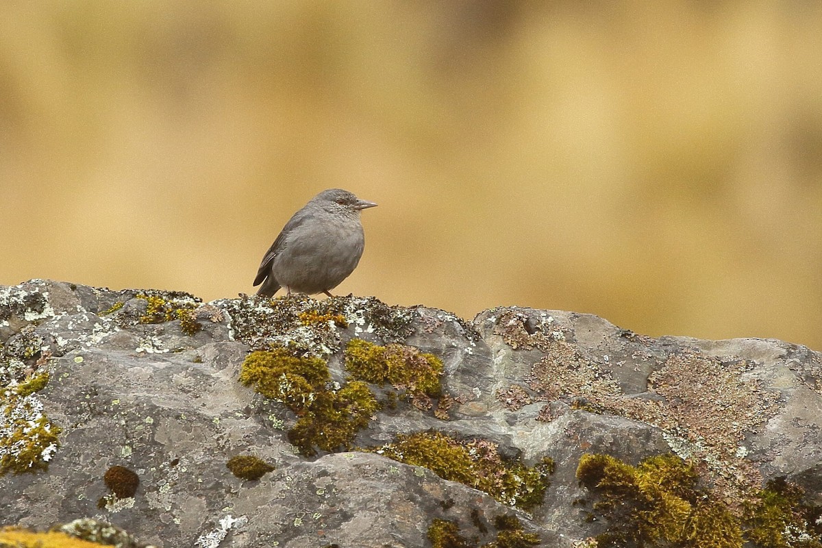 Boulder Finch - ML641708877