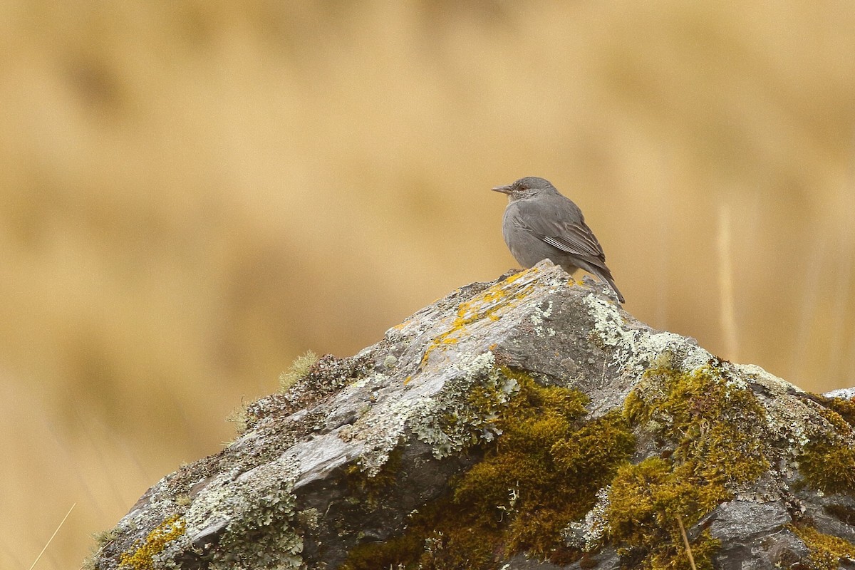 Boulder Finch - ML641708878