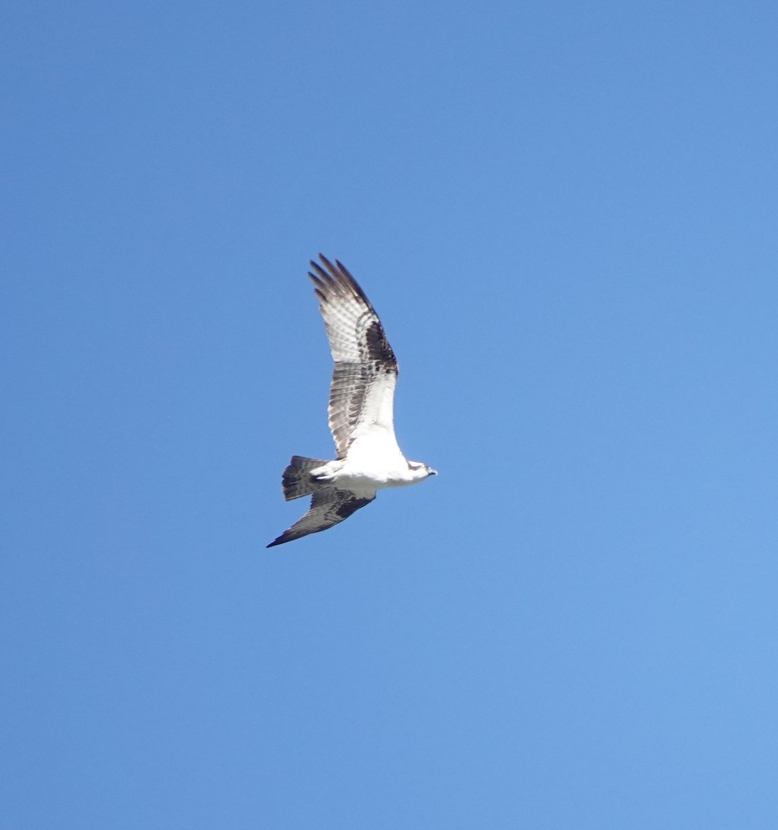 Osprey - ML641708902