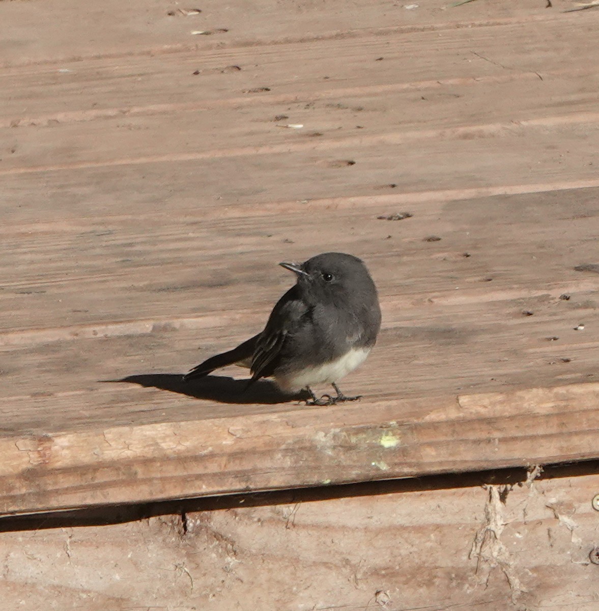Black Phoebe - ML641708910