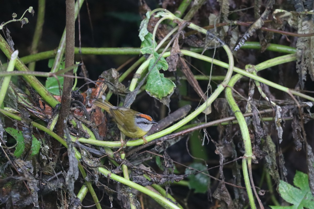 Russet-crowned Warbler - ML641708915