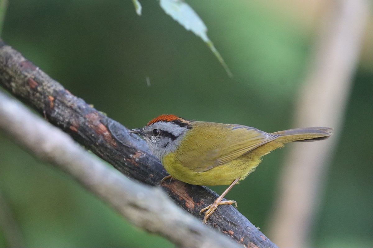 Russet-crowned Warbler - ML641708916