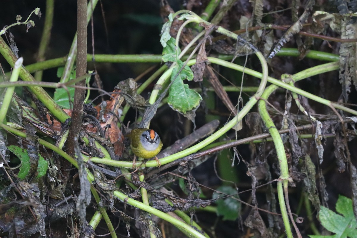 Russet-crowned Warbler - ML641708917