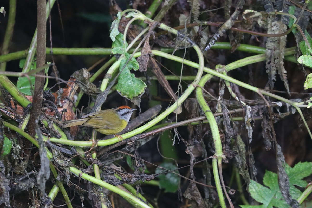 Russet-crowned Warbler - ML641708918