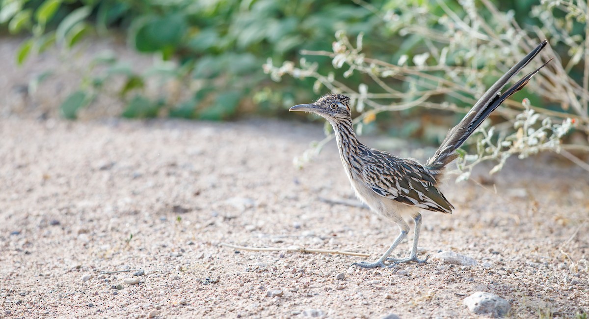 Greater Roadrunner - ML641708923