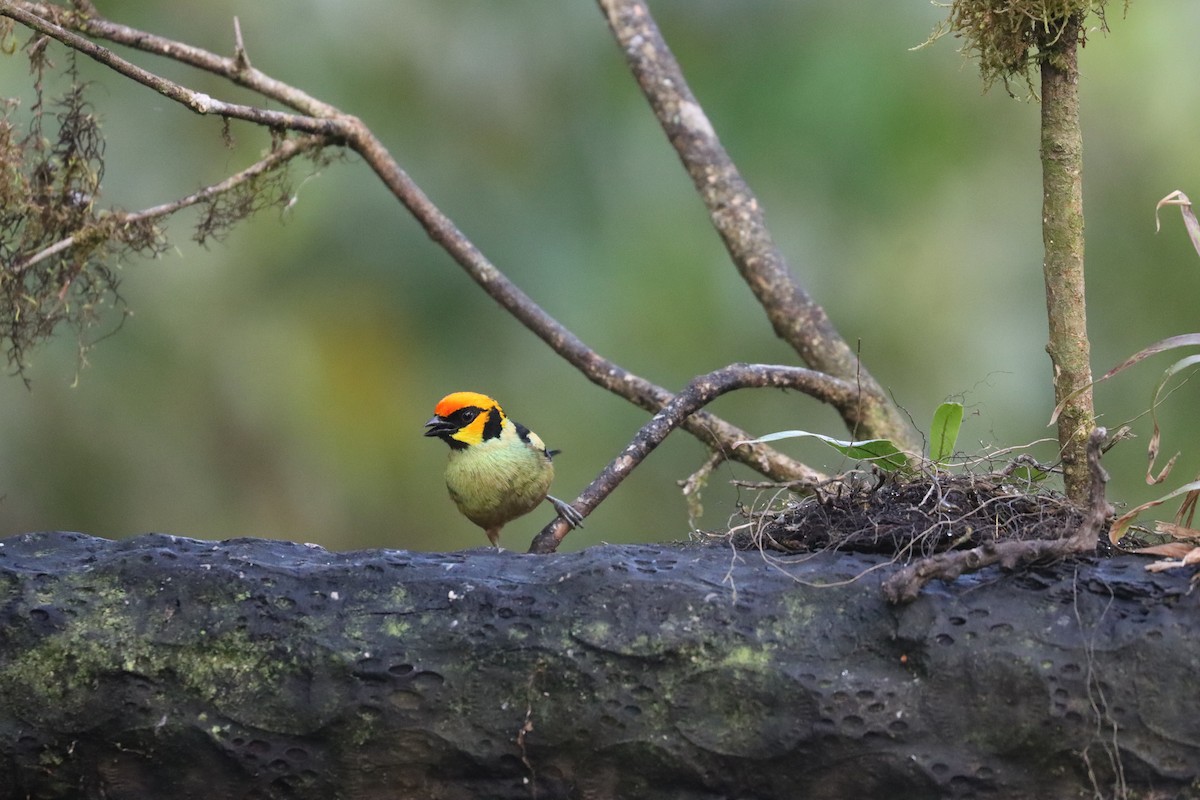 Flame-faced Tanager - ML641708925