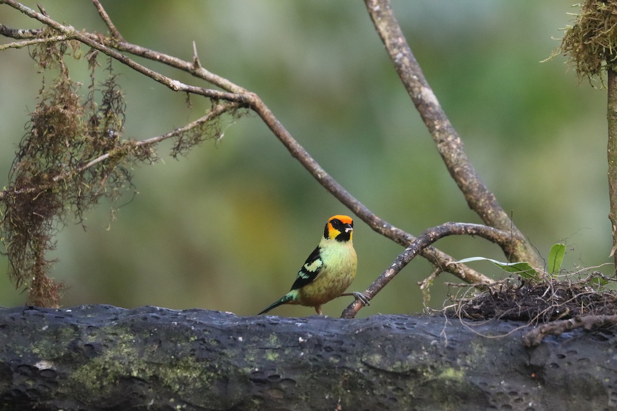 Flame-faced Tanager - ML641708926