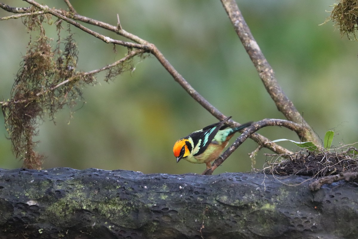 Flame-faced Tanager - ML641708928