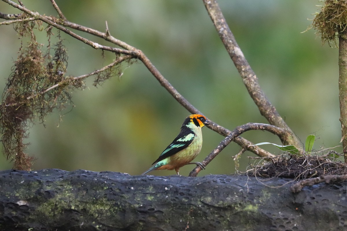 Flame-faced Tanager - ML641708929
