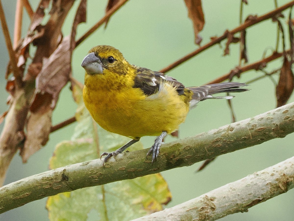 Golden Grosbeak - ML641708947