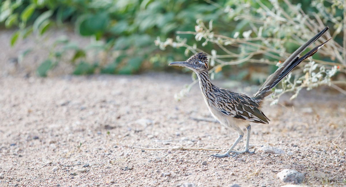 Greater Roadrunner - ML641708963