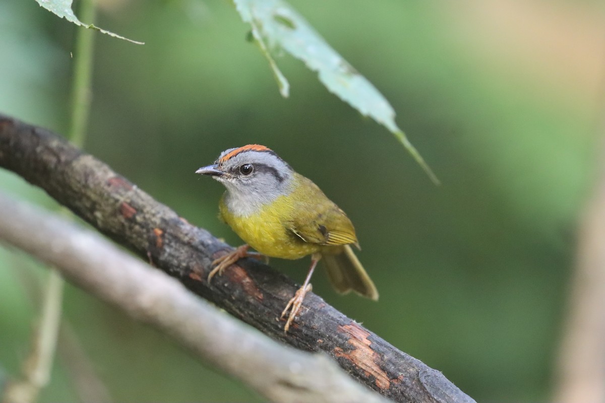 Russet-crowned Warbler - ML641708981