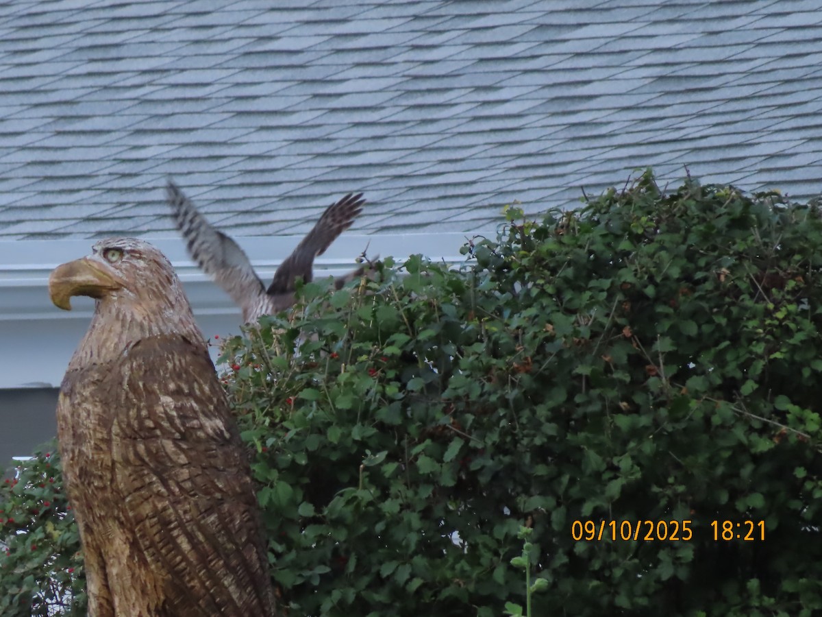 Cooper's Hawk - ML641708986