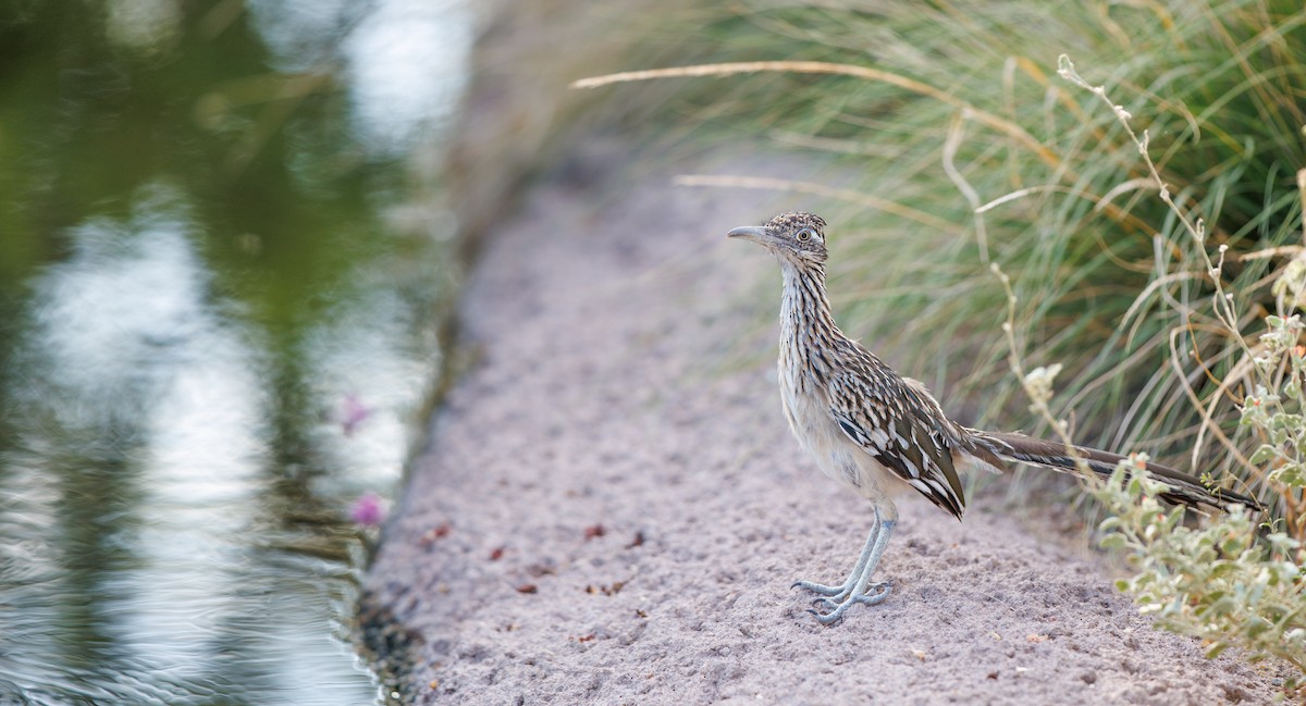 Greater Roadrunner - ML641709016