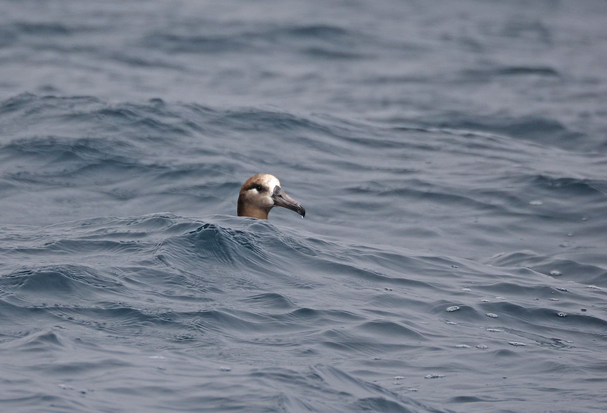 Black-footed Albatross - ML641709040