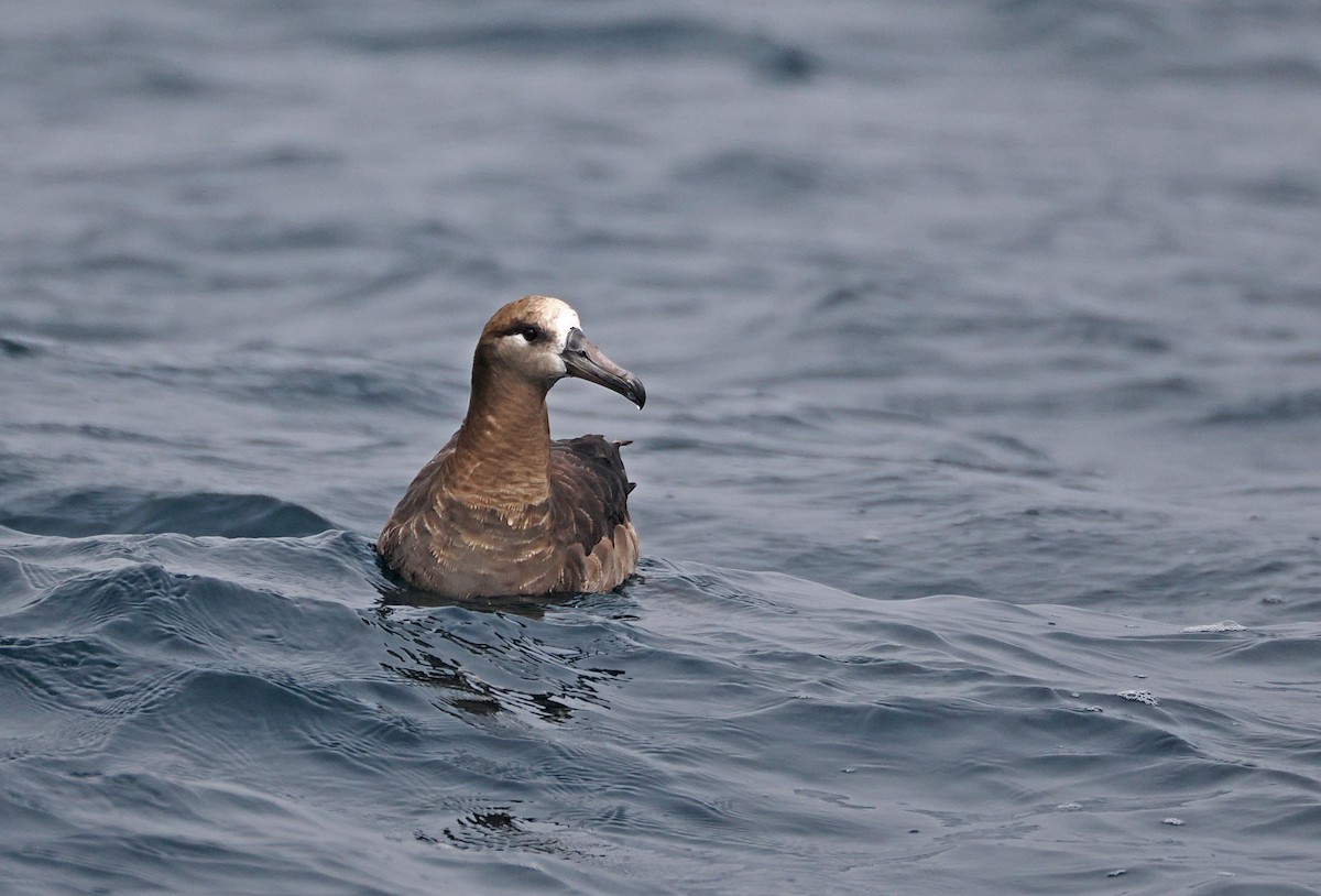 Black-footed Albatross - ML641709041