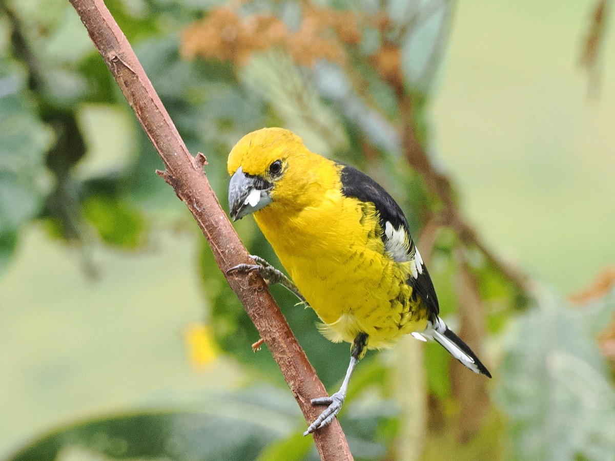 Golden Grosbeak - ML641709044