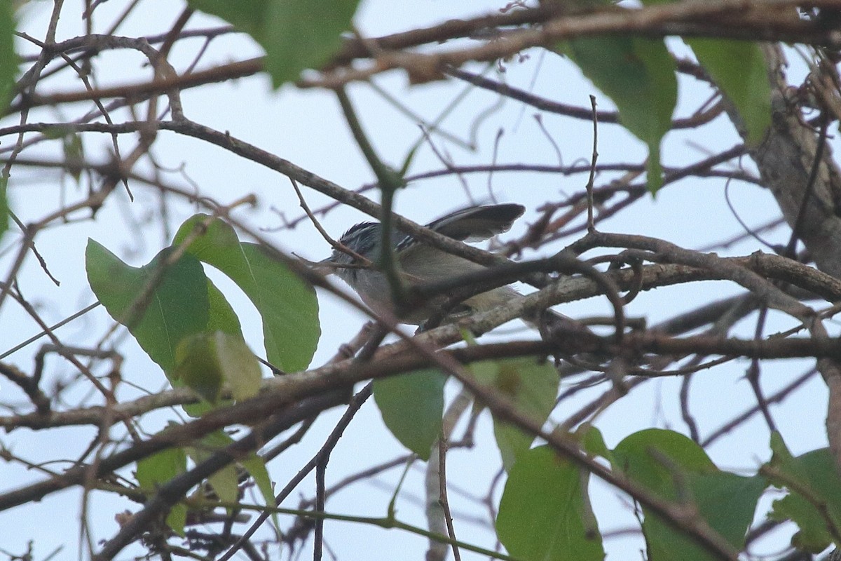 Black-capped Antwren - ML641709048