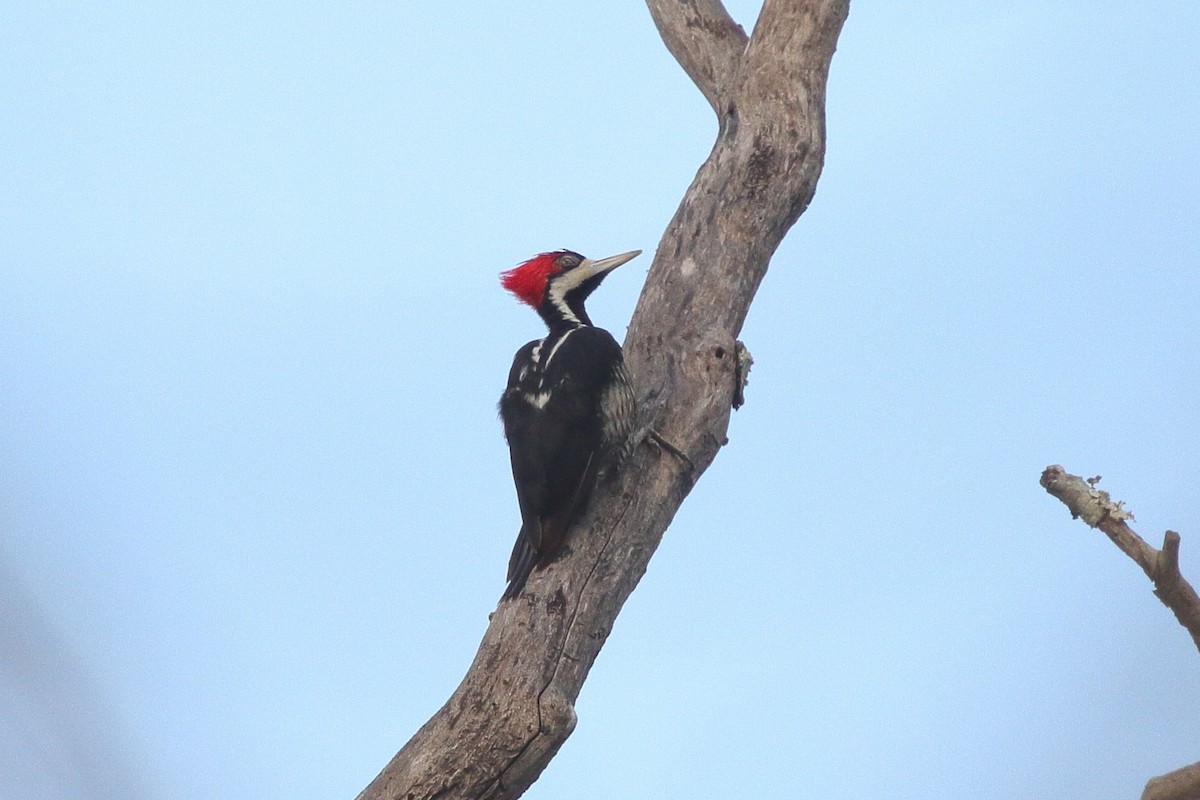 Crimson-crested Woodpecker - ML641709057
