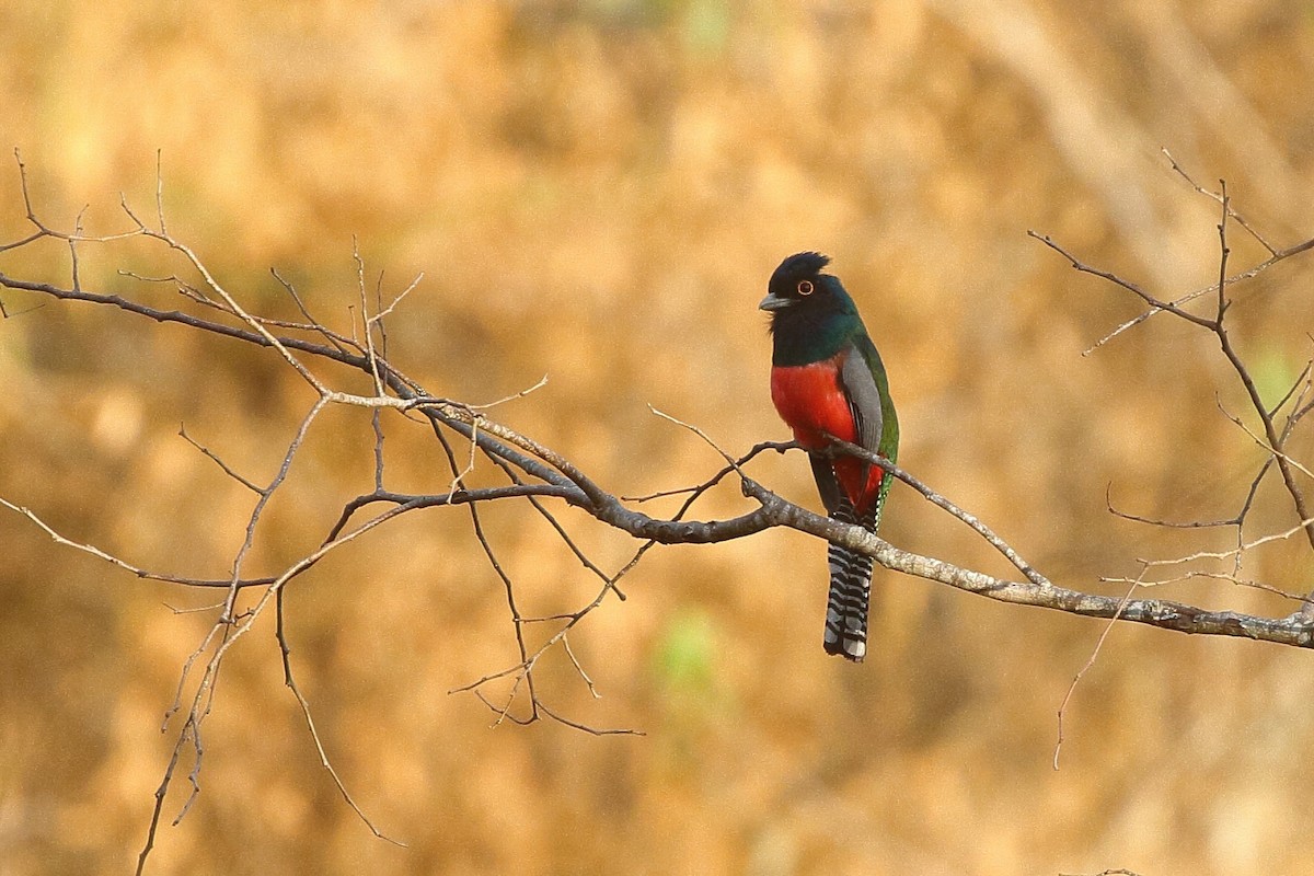 Blue-crowned Trogon - ML641709077