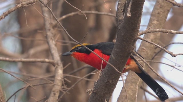 Yellow-crowned Gonolek - ML641709078