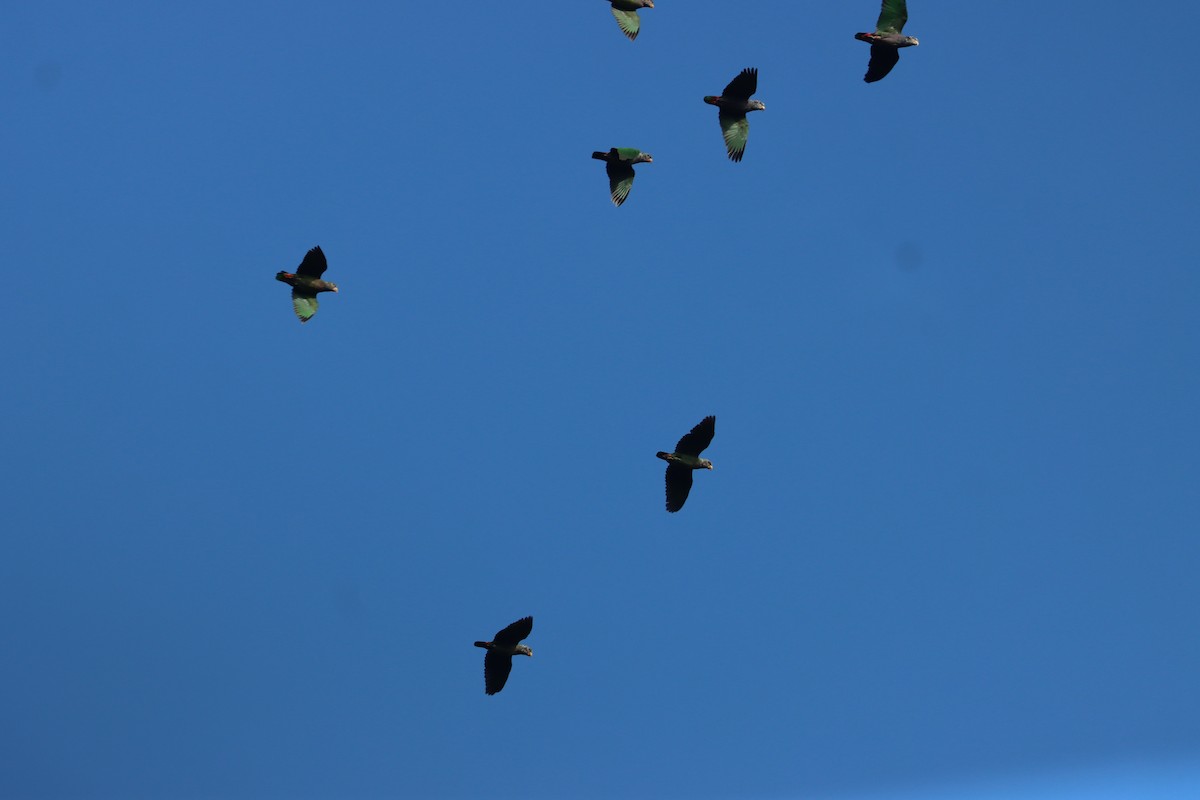 Speckle-faced Parrot - ML641709082