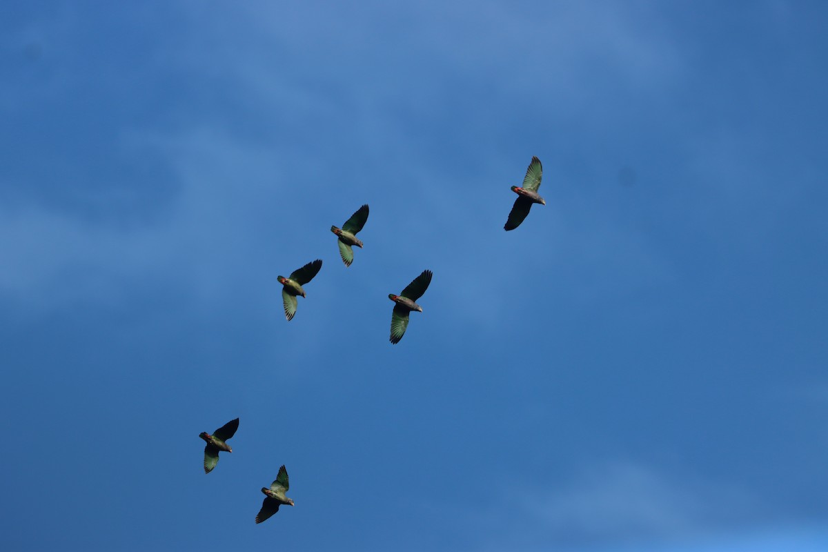 Speckle-faced Parrot - ML641709083