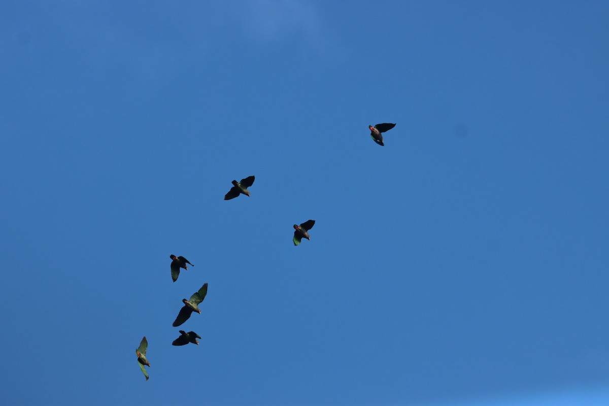 Speckle-faced Parrot - ML641709084