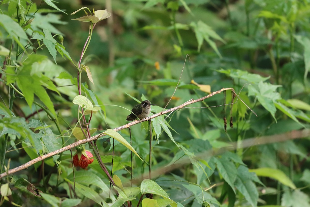 Speckled Hummingbird - ML641709100