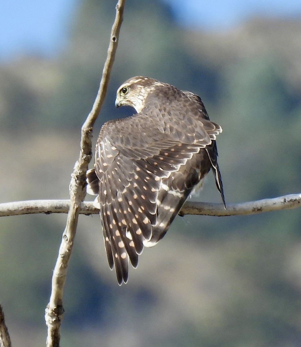 Хайргууна шонхор - ML641709105