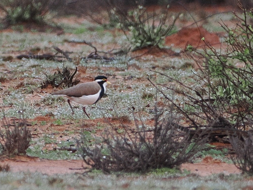 Banded Lapwing - ML641709118