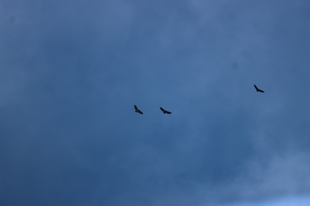 Barred Hawk - ML641709134