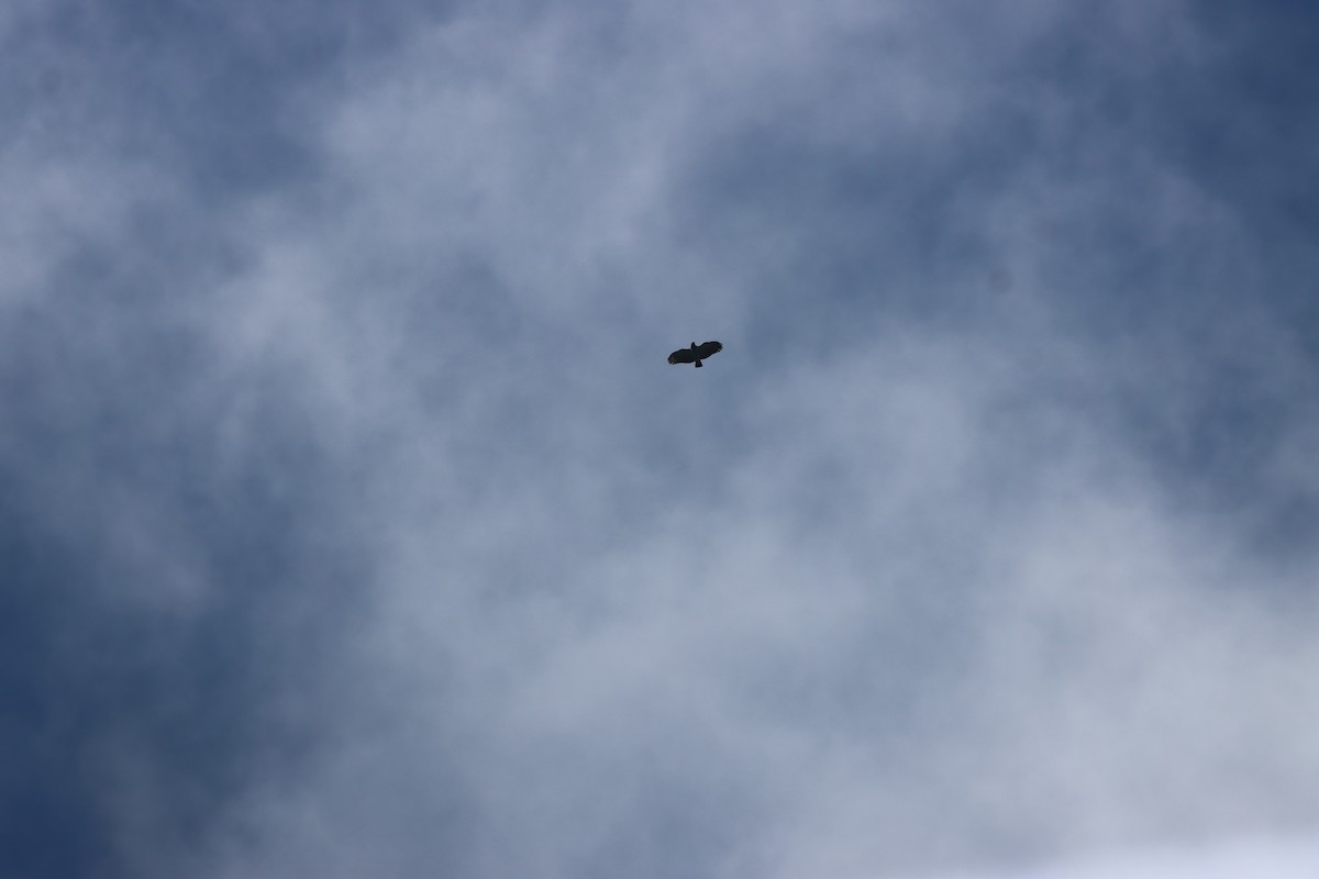 Barred Hawk - ML641709135