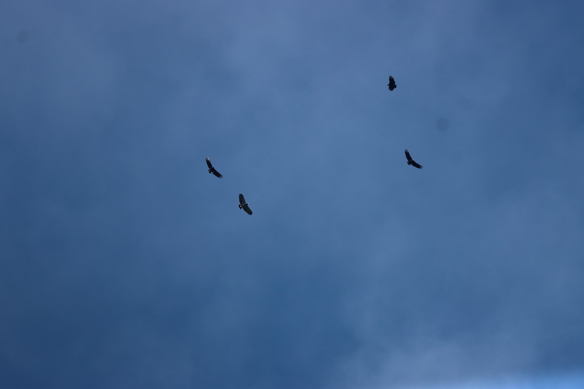 Barred Hawk - ML641709137
