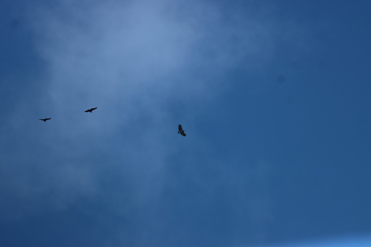 Barred Hawk - ML641709138