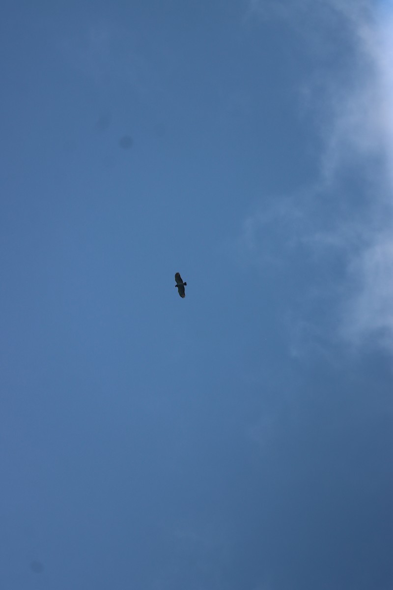 Barred Hawk - ML641709139