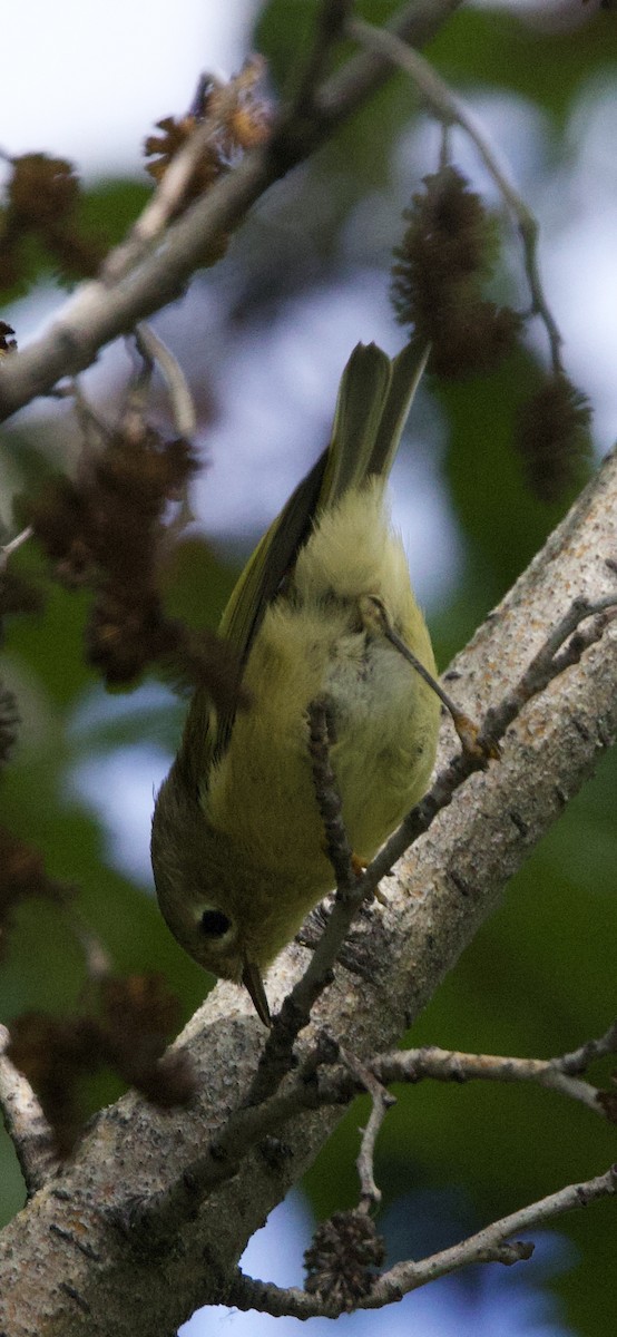 Ruby-crowned Kinglet - ML641709162