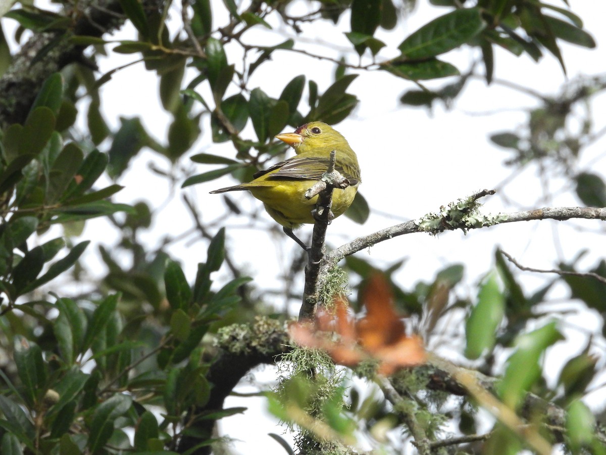 Scarlet Tanager - ML641709197