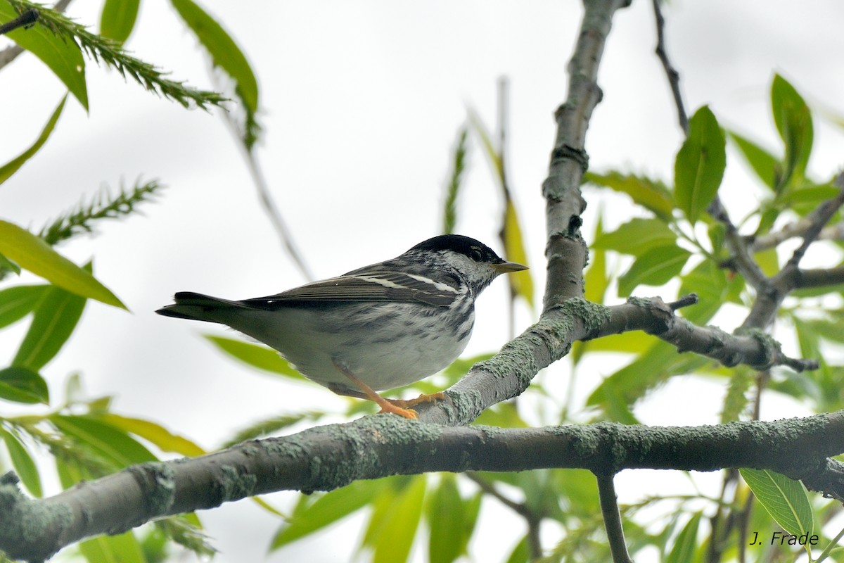 svarthetteparula - ML641709219